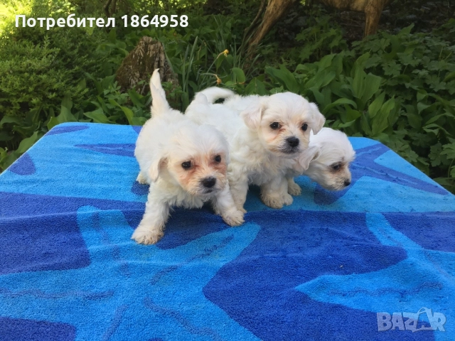 СУПЕР МИНИ МАЛТИЙСКА БОЛОНКА Доставка, снимка 4 - Болонка - 52068837