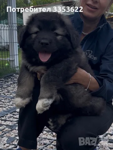 Кавказки овчарки 2 женски и 2 мъжки