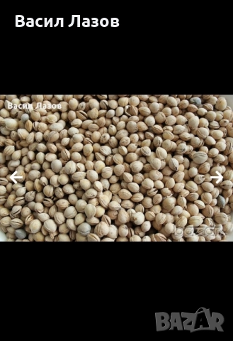 Купувам костилки от праскова, кайсия, череша, синя слива., снимка 3 - Други - 52226214