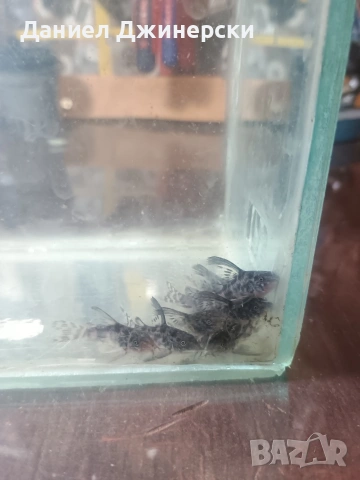 Декоративни риби - Хелер , сом Коридорас , снимка 8 - Рибки - 50343485