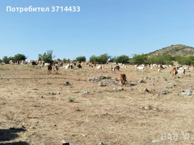 Продавам кози, снимка 5 - Кози - 50921088