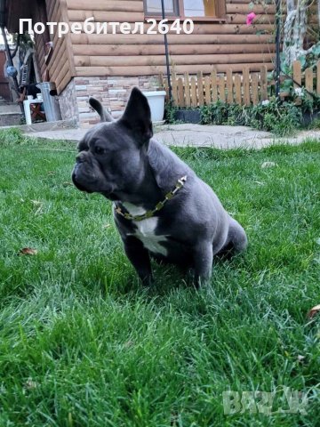 Син френски булдог Blue French bulldog, снимка 2 - Търси партньор - 40268029