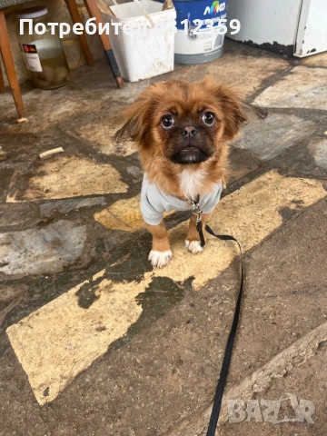 Пекинез с всички ваксини,чип и паспорт, снимка 3 - Пекинез - 53846442