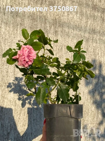 🌹 РОЗА 🌹 LES QUATRE SAISONS® Meifafio , снимка 4 - Градински цветя и растения - 51146132