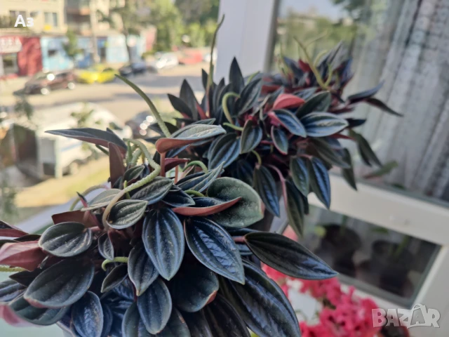 продавам Цветя Пеперомия – 4 налични саксии, снимка 5 - Стайни растения - 50805271