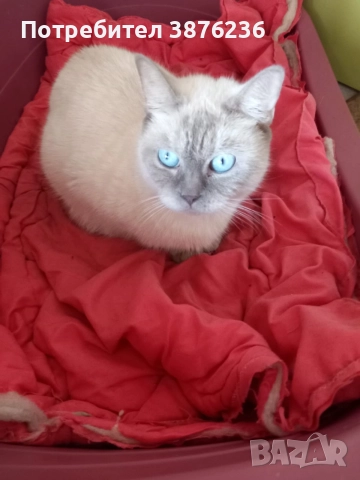 Колор пойнт, снимка 5 - Други - 52677006