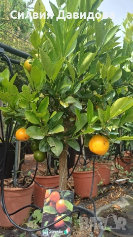 Кукле, Каламондин, снимка 7 - Градински цветя и растения - 51841837