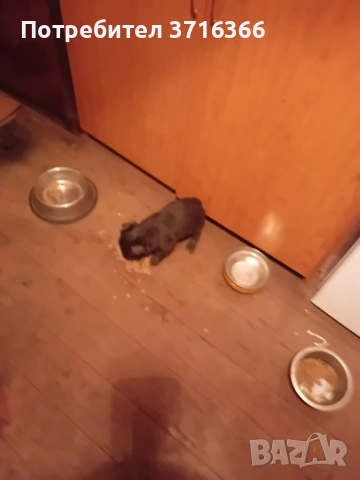 Продавам мини булонки, снимка 7 - Болонка - 53465084