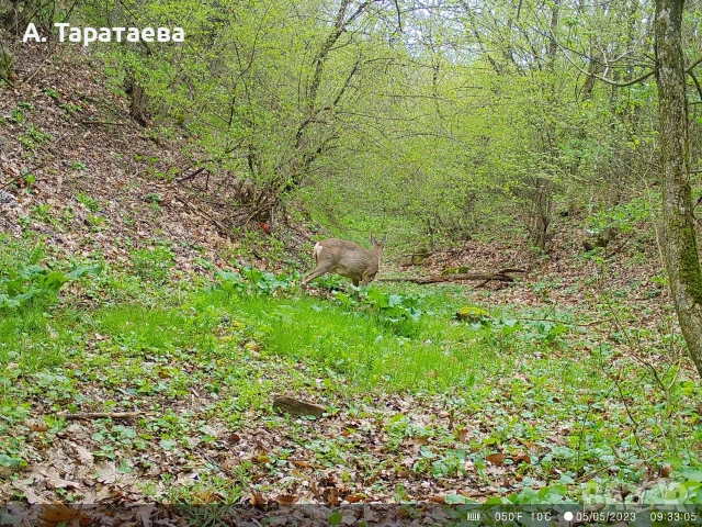 ловни камери, снимка 8 - Екипировка - 53501278