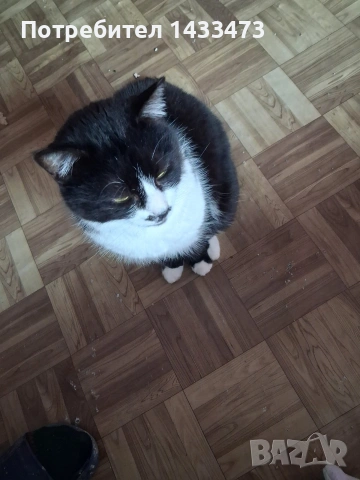 Хубавата Адолфина търси дом , снимка 9 - Други - 53648498