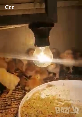 Инкубатор Клео 5, снимка 3 - За птици - 53714070