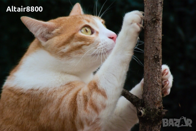 Tamron AF 28-200mm f3.8-5.6 AF LD EF обектив Канон, снимка 5 - Обективи и филтри - 53566281