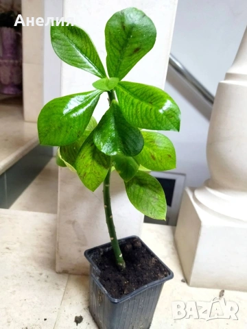 Еуфория рубра африкански млечен храст, снимка 6 - Стайни растения - 53266354