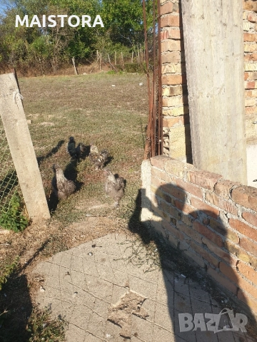   петли копринки и бантам, снимка 3 - Кокошки и пуйки - 51609027