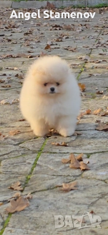 Померан,мини момченца с родословие!, снимка 2 - Померан - 52471328