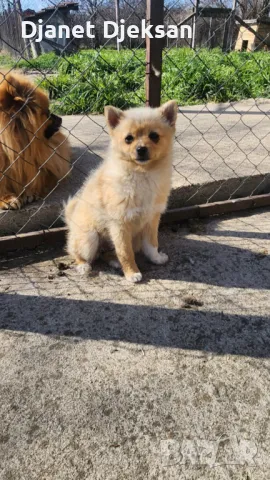 Продавам немски шпиц, снимка 1