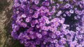 Цветя Астра алпийска – за ранно пролетно засаждане в градината, снимка 2