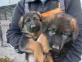 чистопородна немска овчарка, снимка 3