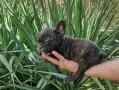 Френски. булдог , снимка 12