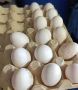 оплодени яйца от холандска носачка , снимка 2
