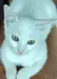 снежно бели котенца, 5мес., снимка 1