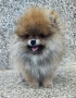 Померан момче, снимка 2