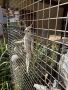 Папагал “Корели “🦜, снимка 4