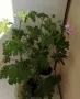 Индрише в саксия с цвят,цена 5 евро за брой, височина 15-20 см, био и екологично подходящо за лекарс, снимка 1
