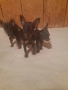 Чистокръвни немски пинери, снимка 3