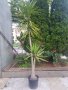 Продавам палма Юка / Yucca, 25 годишна, 3 м. височина, снимка 3