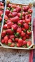 продавам расад ягоди и малини, снимка 3