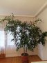 Голям фикус БЕНДЖАМИН, снимка 6