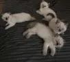 Готови за нов Дом, снимка 1