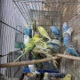 продавам вълнисти папагали 2026, снимка 1