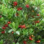 Ягодово дърво/Arbutus unedo (кумарка), снимка 4