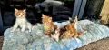 Продавам сибирски котенца , снимка 14
