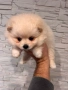 Померан, снимка 4