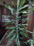 Драцена палма, снимка 1
