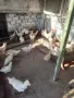разплодни яйца от бял легхорн пиленца и ярки , снимка 5