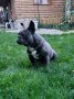 Син френски булдог Blue French bulldog, снимка 2