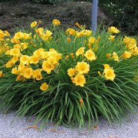 Цветя Хемерокалис – разсад за пролетно засаждане, снимка 8 - Разсади - 41683701