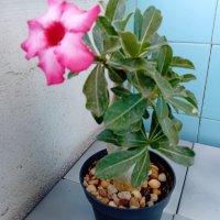 Адениум - Пустинна роза, снимка 6 - Стайни растения - 33928441