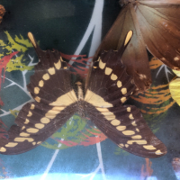 Пано с екзотични пеперуди, снимка 12 - Пана - 44694783