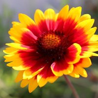 Продавам цветя Гайлардия – разсад за пролетно засаждане в градината, различни цветове, снимка 18 - Разсади - 30273860