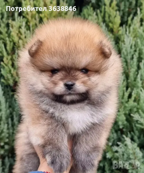 Померан, снимка 1