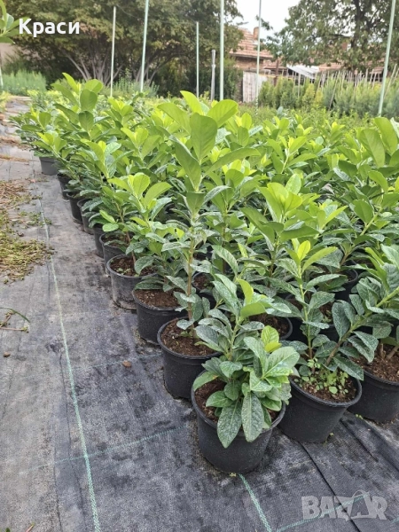 Лавровишна, снимка 1