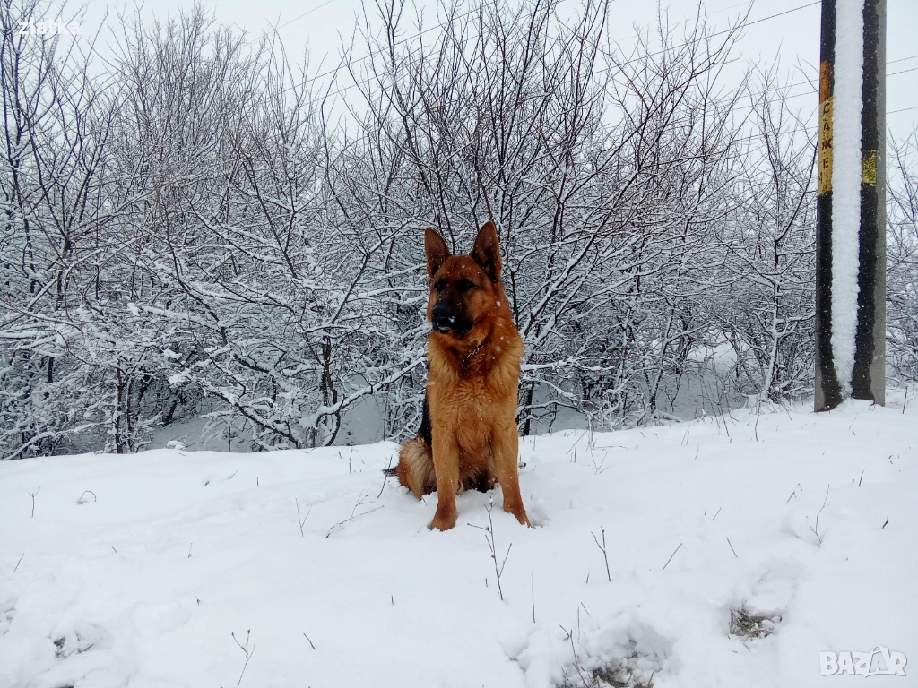 Продавам немска овчарка , снимка 1