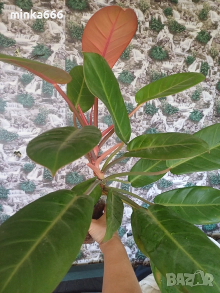 Голям филодендрон карамел, снимка 1