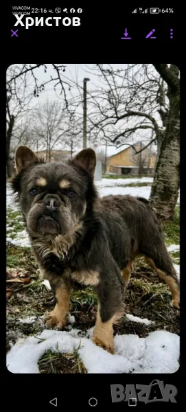 Мъжки френски булдог (Флъфи, Флуфи) за разплод, снимка 1