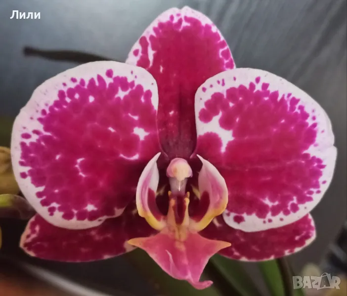 Орхидея фаленопсис , снимка 1